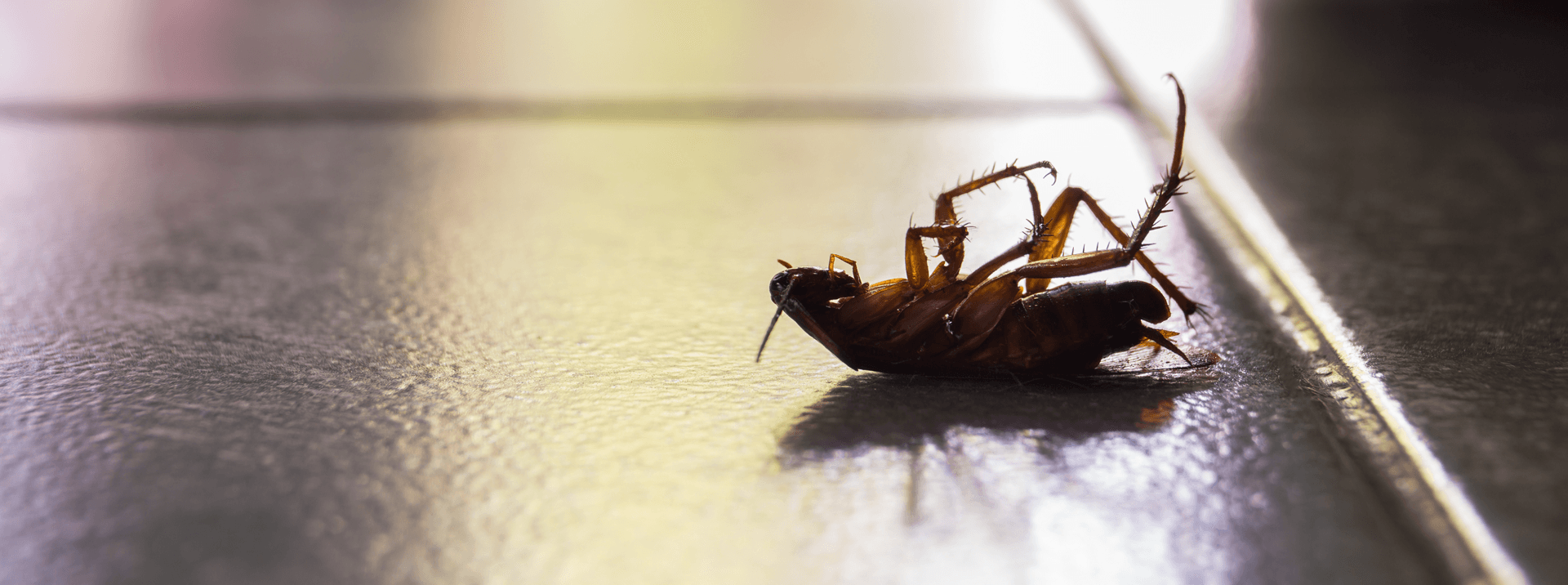 Roaches