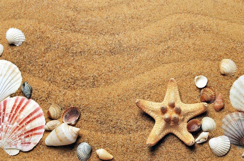 Image d'une plage avec coquillage