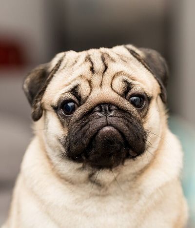 Pug — Furhill Pet Boarding in East Kempsey, NSW