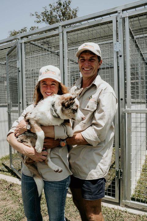 Golden Cocker Spaniel — Furhill Pet Boarding in East Kempsey, NSW