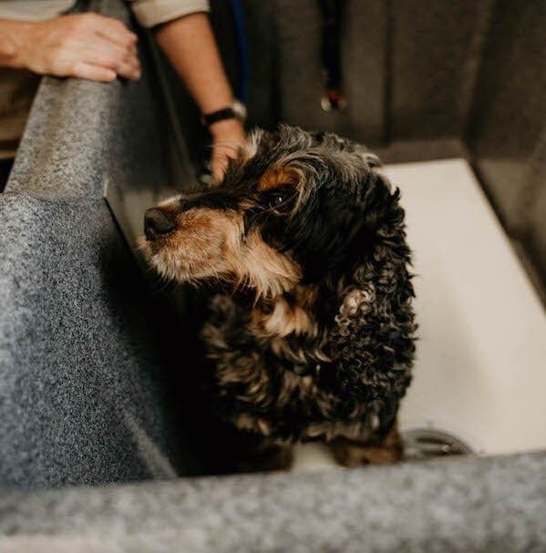 Grooming 2 — Furhill Pet Boarding in East Kempsey, NSW