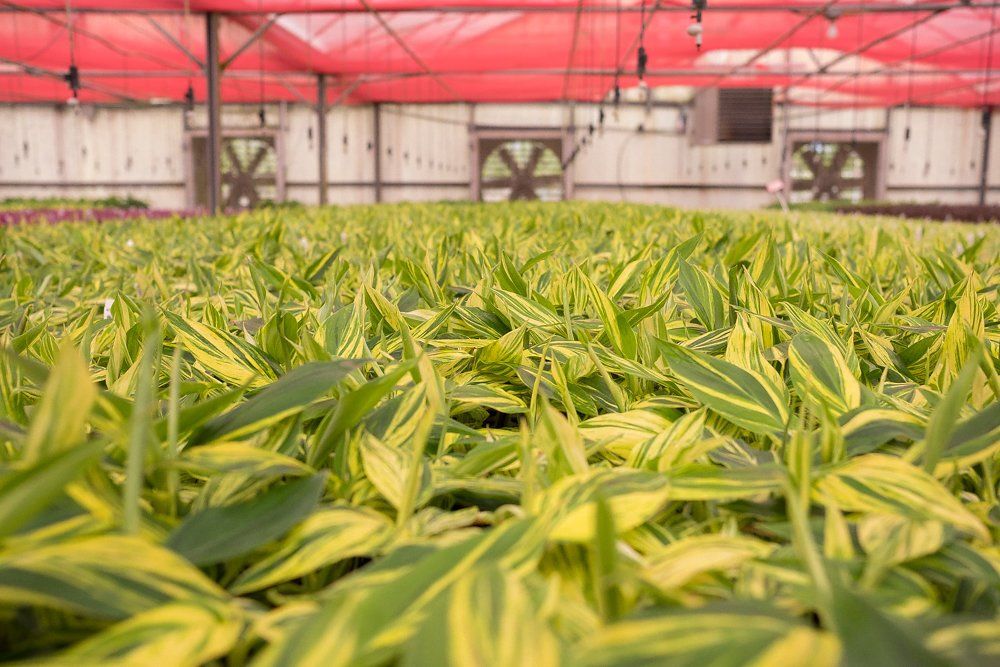 Greenhouse Image for Foremostco