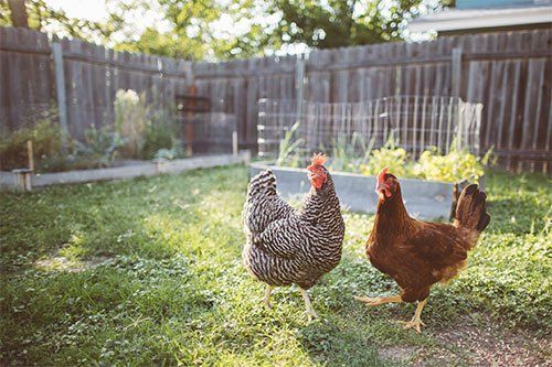 Chickens in Backyard — Pascagoula, MS — Gulf Coast Fence Co. Chickens in Backyard — Pascagoula, MS — Gulf Coast Fence Co.