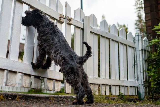 Miniature Black Schnauzer Waiting For Owner Behind Fence — Pascagoula, MS — Gulf Coast Fence Co. Miniature Black Schnauzer Waiting For Owner Behind Fence — Pascagoula, MS — Gulf Coast Fence Co.