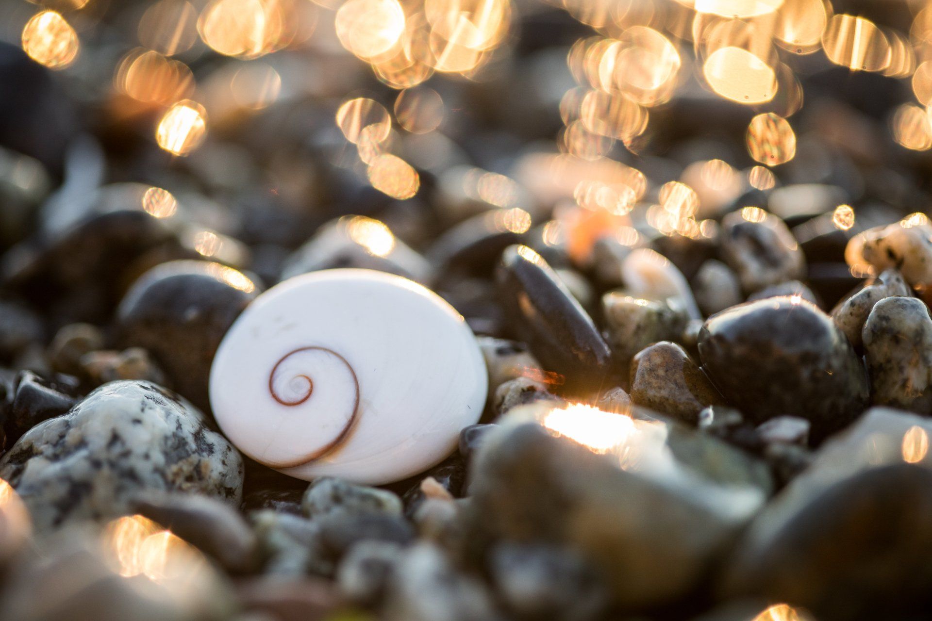 A white shell with a spiral on it is sitting on a pile of rocks.