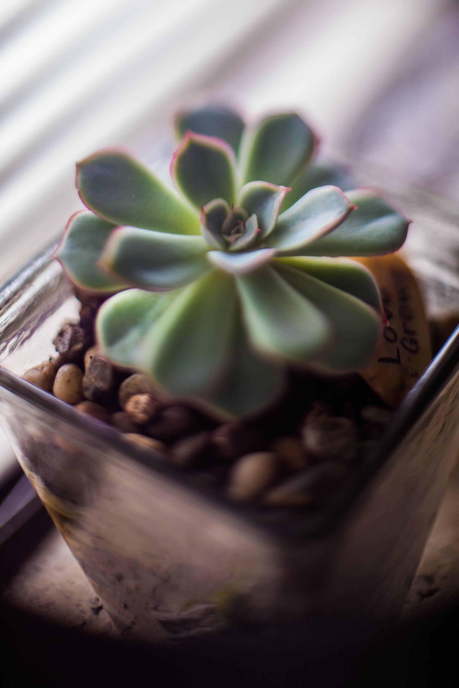 A close up of a succulent plant in a glass pot