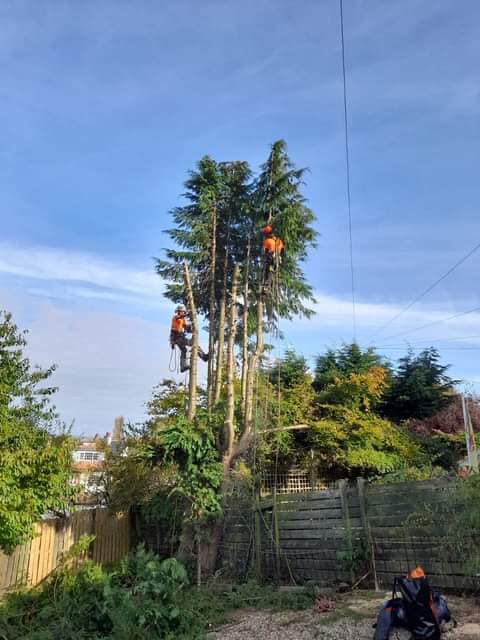 Workers trimming tall trees in a backyard under a clear blue sky