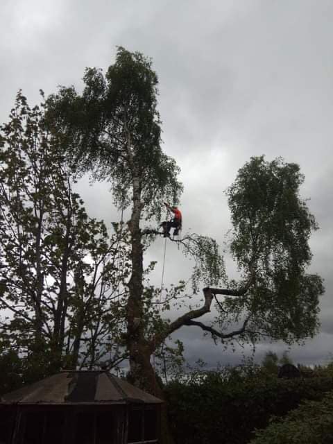 Person in a red helmet climbing a tall tree near a small roof under a cloudy sky