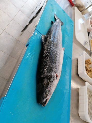 pesce crudo