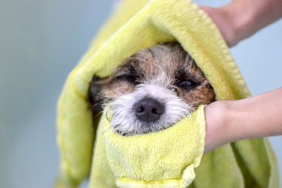 Cat Taking a Bath — New Brighton, PA — Kaufman's Boarding Kennel
