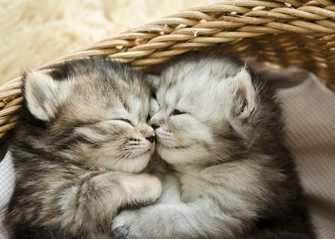 Cute Kittens Sleeping and Hugging — New Brighton, PA — Kaufman's Boarding Kennel Cute Kittens Sleeping and Hugging — New Brighton, PA — Kaufman's Boarding Kennel
