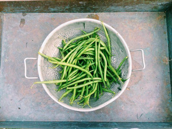 Green string beans in a metal colander on a metal tray.
