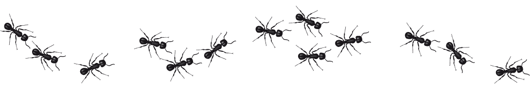 Ants Ants