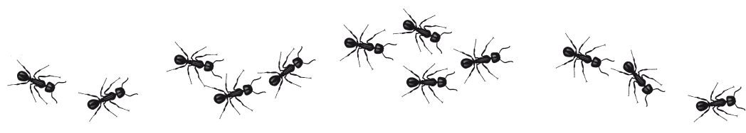 Ants Ants