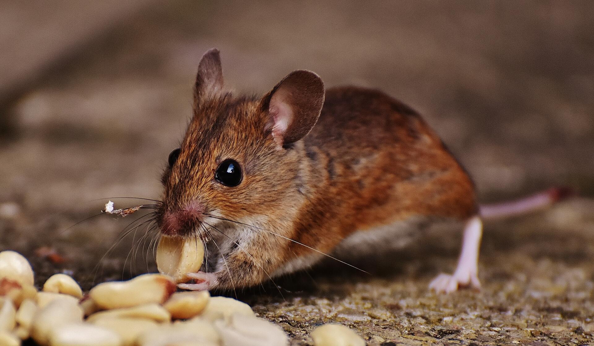 Mouse Eating Bait — Brett Edwards Pest Services in North Arm Cove, NSW