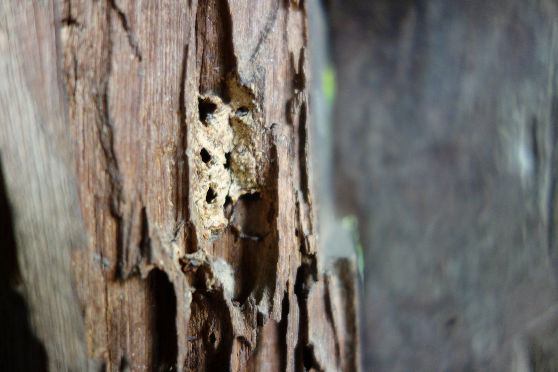 Termite Infested the Wood — Brett Edwards Pest Services in North Arm Cove, NSW