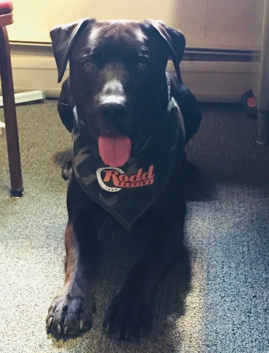 A black dog wearing a bandana that says rudd on it