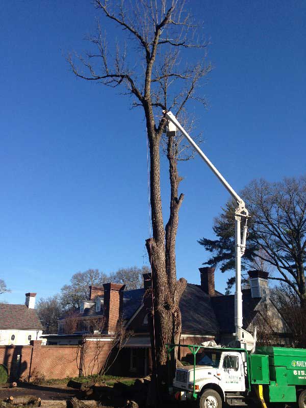 Quality for Tree Removal Service — Actual Tree Removal in Nashville, TN