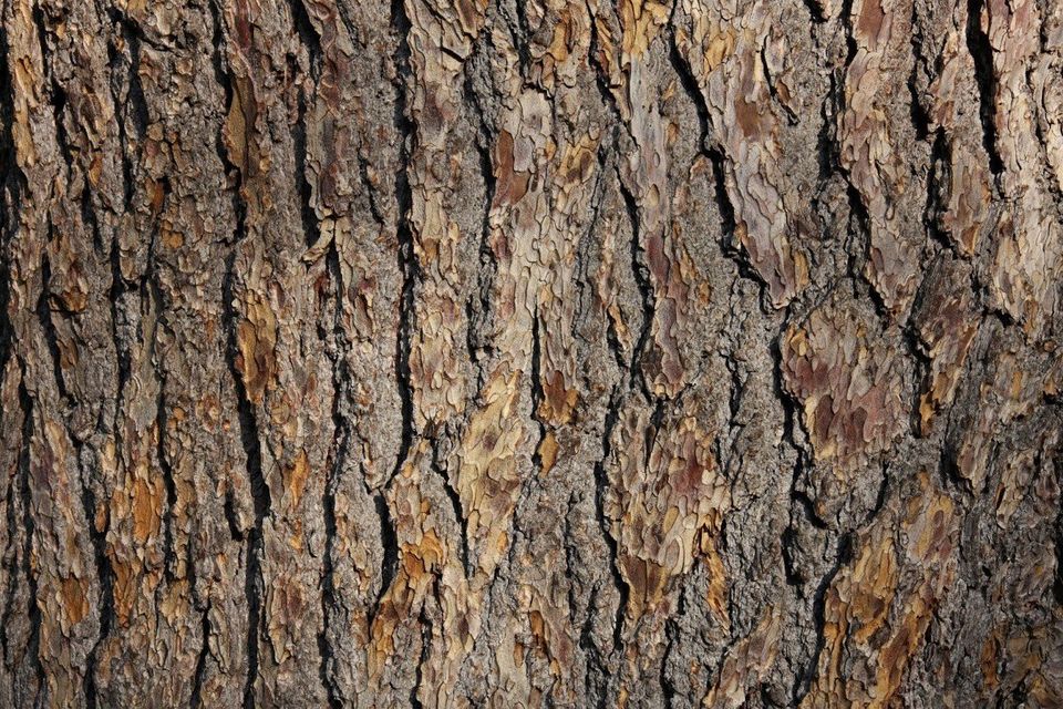 A Tree Bark — Nashville, TN — Kaily's Tree Service A Tree Bark — Nashville, TN — Kaily's Tree Service