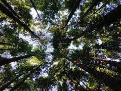 Tree Groves — Nashville, TN — Kaily's Tree