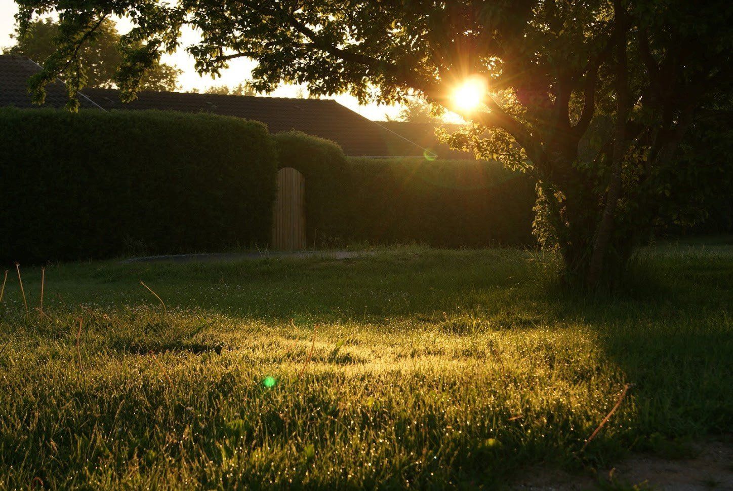 Sunlight streams through tree onto grassy lawn; hedge and house in background.