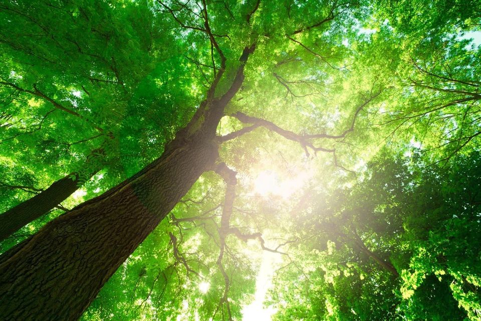 Tree — Nashville, TN — Kaily's Tree Service Tree — Nashville, TN — Kaily's Tree Service