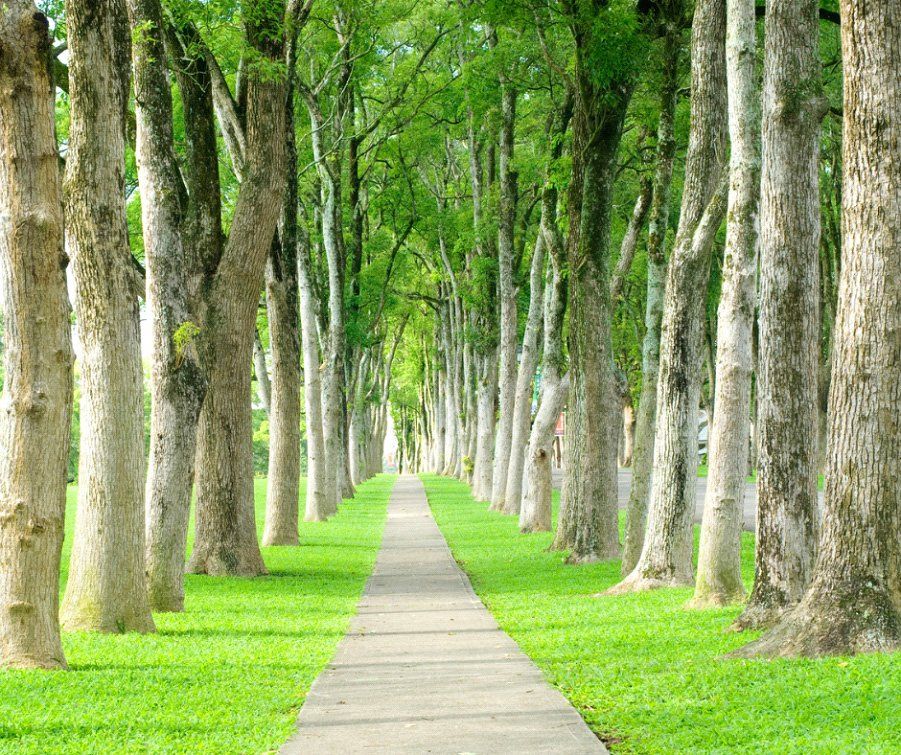 Tree Lane — Nashville, TN — Kaily's Tree Service Tree Lane — Nashville, TN — Kaily's Tree Service