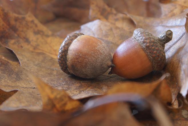 Acorn and Withered Oak Tree Leaves — Nashville, TN — Kaily's Tree Service