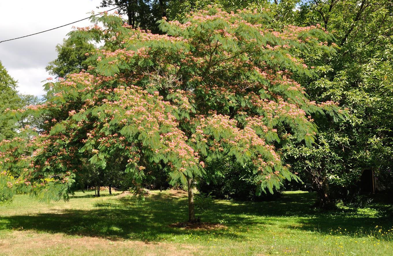 Tree with pinkish blooms in a grassy area with other trees in the background.