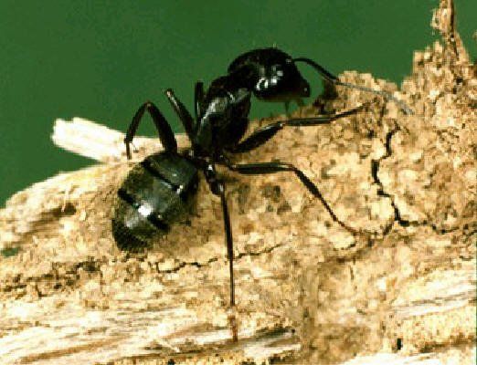 Carpenter Ants — A Photo Of Ant In A Tree in Nashville, TN