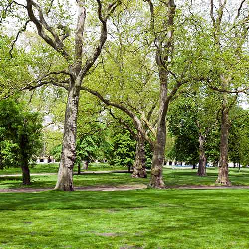 Tree Service Company Nasville, TN