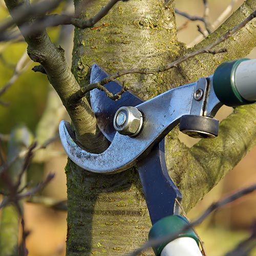 Tree Pruning Services Nasville, TN Tree Pruning Services Nasville, TN