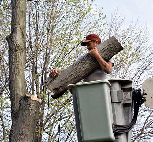 Tree Trimming — Man Removing Dead Tree in Nashville, TN Dead Wooding Services Nasville, TN