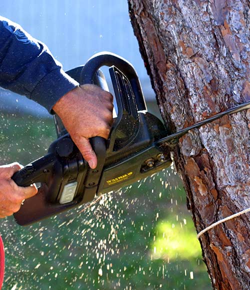 Tree Removal Nasville, TN