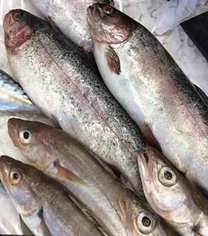fresh fish
