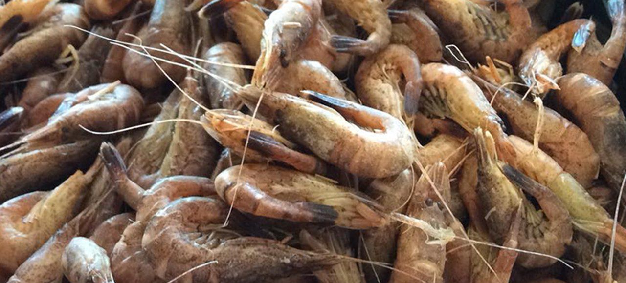 seafood