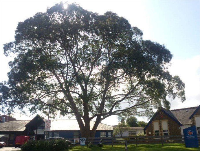 tree