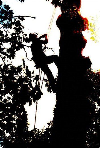 tree surgeon