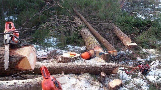 Tree cutting