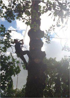 tree cutting