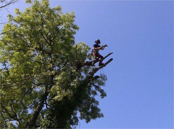 tree surgeons
