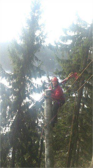 Tree cutting by expert