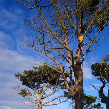 Prune your trees