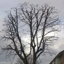 Healthy pruning