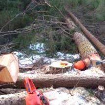 Professional tree surgery