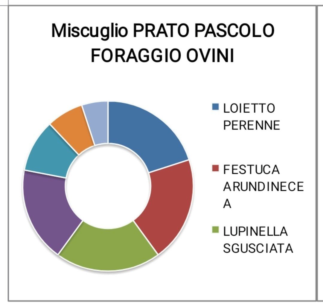 miscuglio prato pascolo foraggio ovini