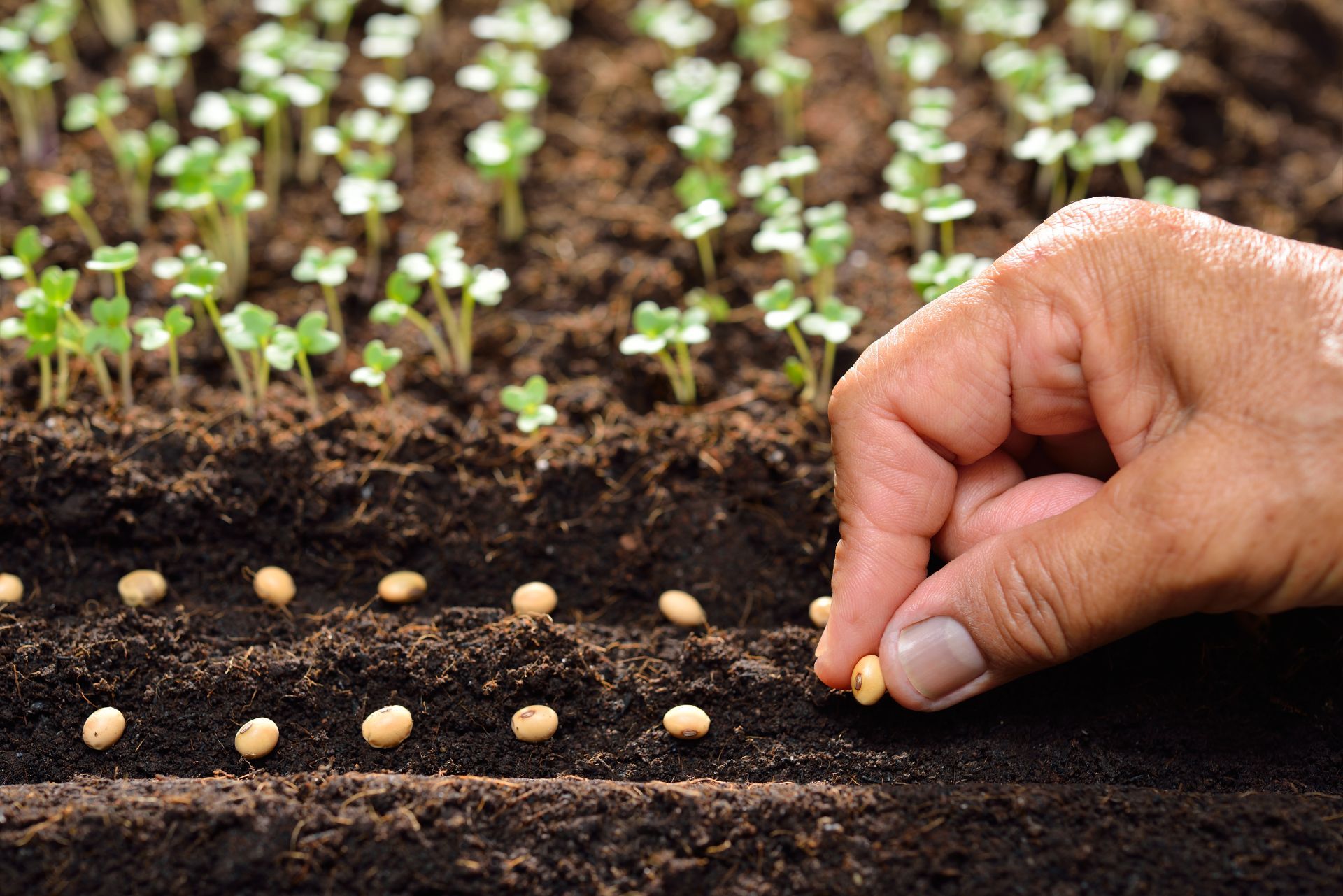 Sementi per l'agricoltura