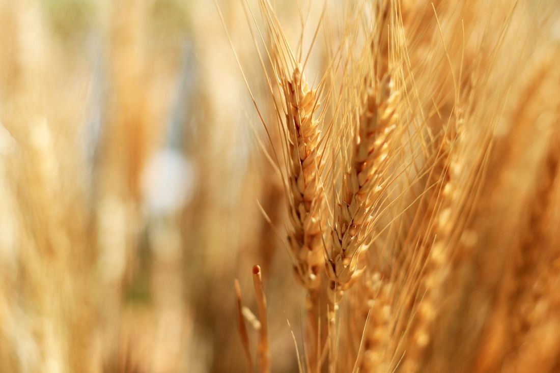 orzo