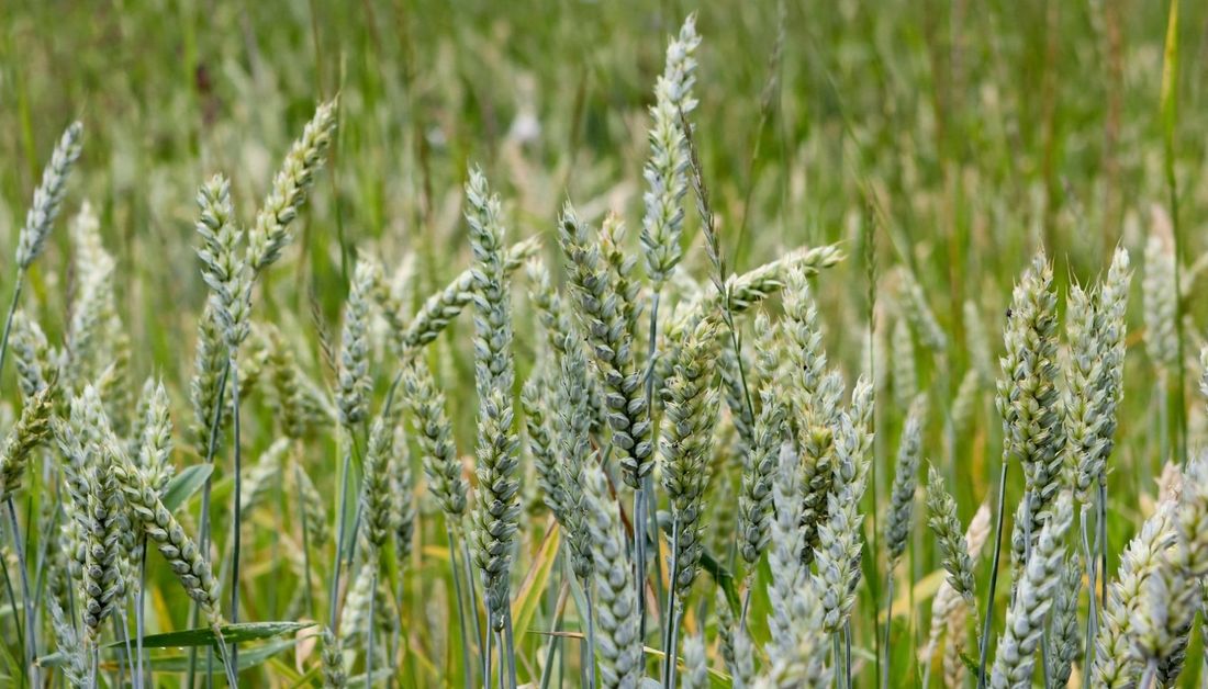 triticale