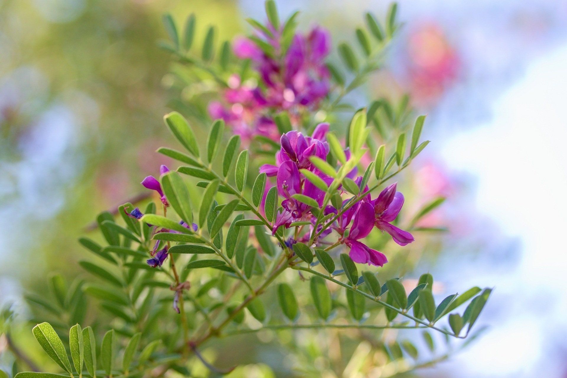 Leguminose annuali